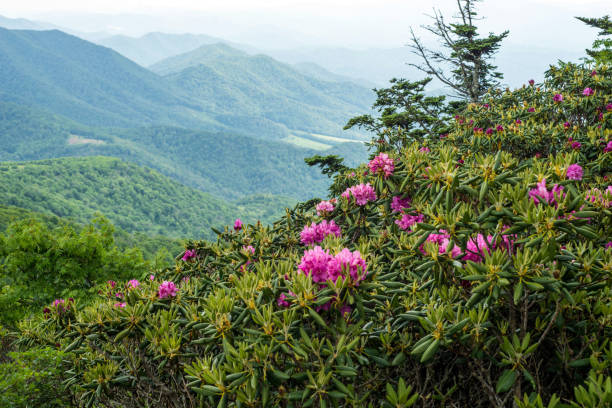 istock Rhododendrons in bloom in the mountains 824632354