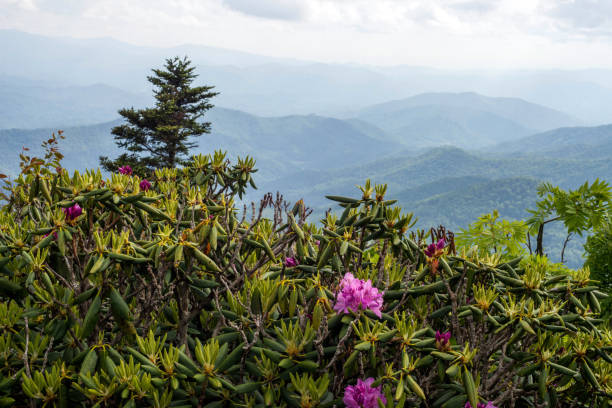 istock Rhododendrons and the Appalachian Mountains 824632474