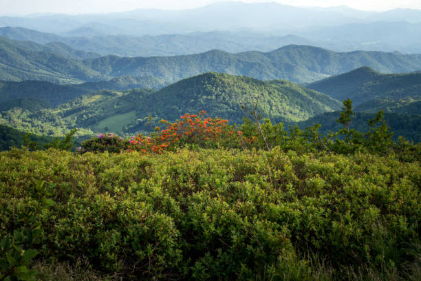 istock Appalachian Mountains and Flaming Azalea 824632740