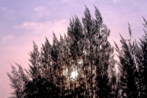 watercolor of pine tree in evening, silhouette concept