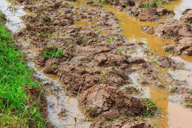 istock soil separator and rice field prepare seedling growth 824634174
