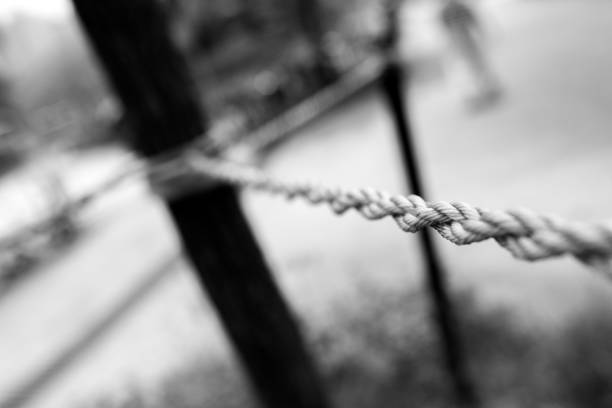 monochrome, rope, tied up, tree