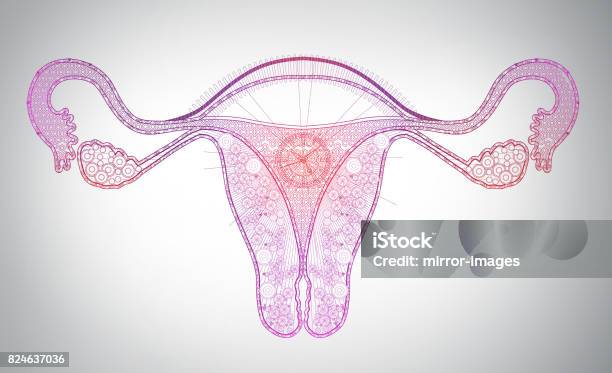 High Tech Lione Art Of Female Reproductive System Time Monthly Cycle Stock Photo - Download Image Now