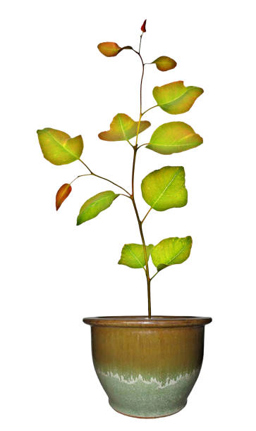 istock Close up of sapling in pot 824638158