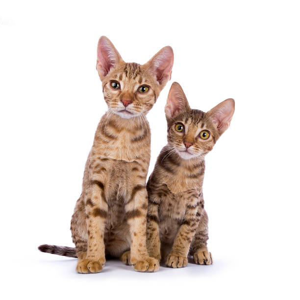 istock Two Ocicat kittens sitting isolated on white background 824639498