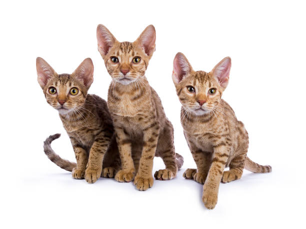 istock Row of three Ocicat kittens facing camera ready to jump isolated on white background 824639618