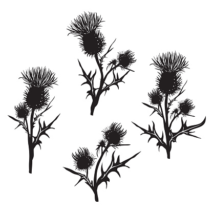 Decorative vector thistle (Carduus acanthoides) on white background, hand drawn silhouette