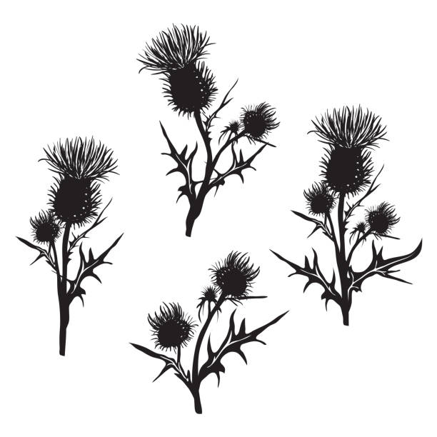 Decorative vector thistle (Carduus acanthoides) Decorative vector thistle (Carduus acanthoides) on white background, hand drawn silhouette Scottish Thistle stock illustrations