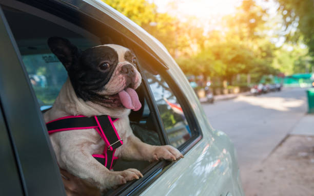 un bulldog francés está mirando fuera del coche - dog smiling animal tongue pink fotografías e imágenes de stock