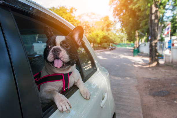 un bulldog francés está mirando fuera del coche - dog smiling animal tongue pink fotografías e imágenes de stock