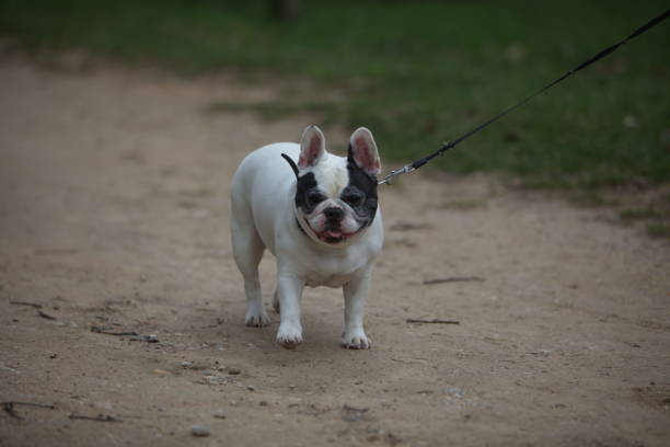 istock Walk with a dog on a leash in the park 824640584