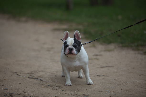 istock Walk with a dog on a leash in the park 824640598
