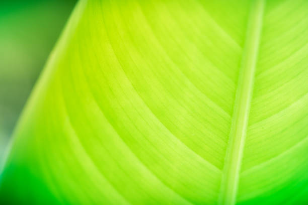 istock Close up nature of green leaf 824640804