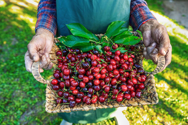 istock Unrecognizable mature man holding a basket with cherry fruits 824641238