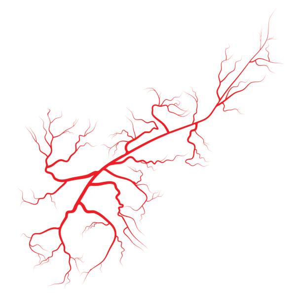 illustrations, cliparts, dessins animés et icônes de araignée veine vecteur symbole icône design. belle illustration isolé sur fond blanc - bloodstream