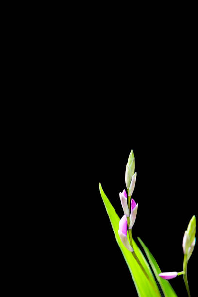 A flower with a pink peduncle