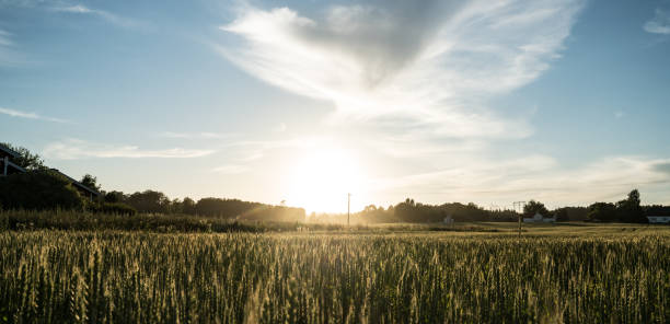 Sunset on a field in Vestfold