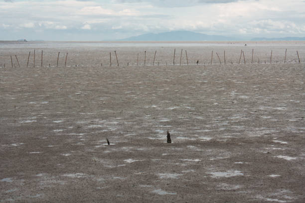 istock Mangrove with the sky, with stick in the dirt, silence and desolation. 824642998
