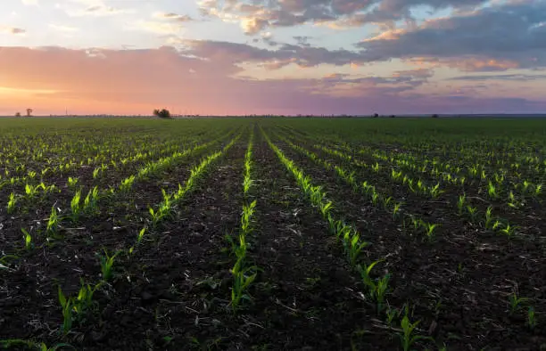 Photo of germination of corn photo