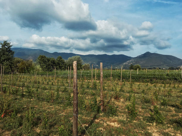 istock Tuscan vineyards by the mountains 824643396