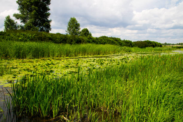 istock Swampy river overgrown with water plants 824643594