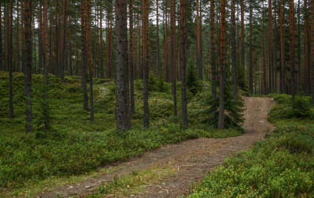 istock Roads in the south of Norway 824643654