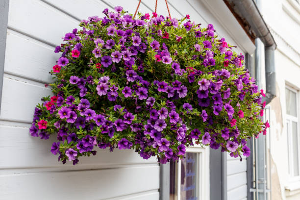 istock A violet tiny flower basket hanging over the white wall 824643846
