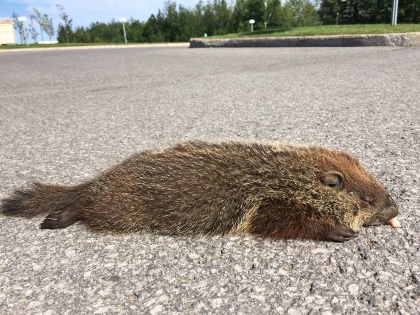 Close up of a groundhog￼ in the wild