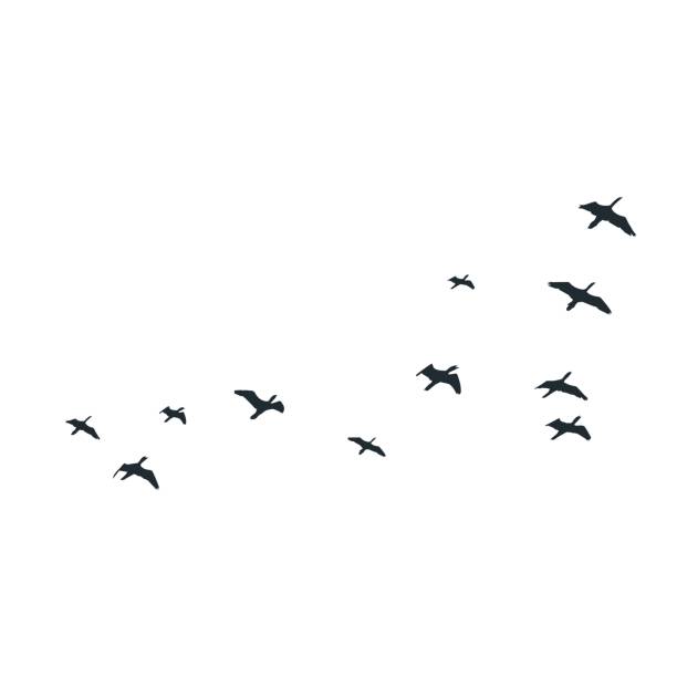 Flying birds silhouettes on white background. Vector illustration. isolated bird flying. Flying birds silhouettes on white background. Vector illustration. isolated bird flying. birds flying in v formation stock illustrations
