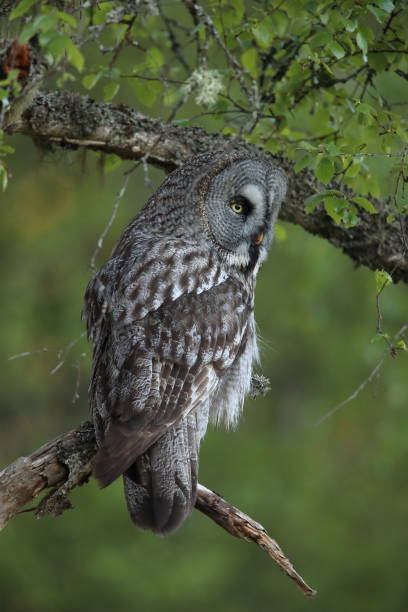 istock Great grey owl (Strix nebulosa) Sweden Bartkauz Schweden 824647456
