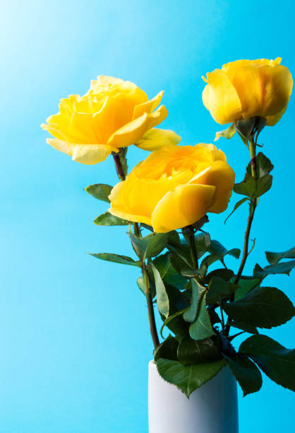 istock Yellow roses against blue background 824647982