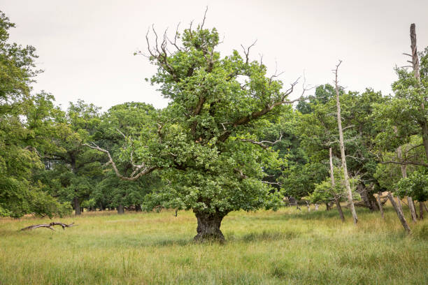 solitare oak tree in spring - solitare imagens e fotografias de stock