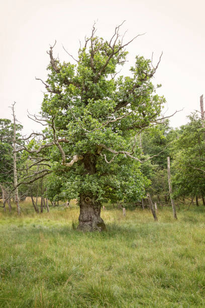 solitare oak tree in spring - solitare imagens e fotografias de stock