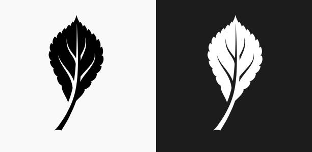 ilustrações, clipart, desenhos animados e ícones de ícone de folha em branco e preto vector backgrounds - nature black and white leaf black background