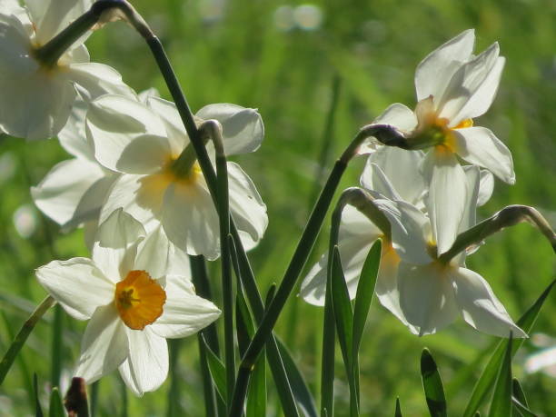 istock flowers in a medow 824649098