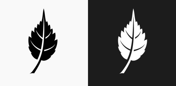 ilustrações, clipart, desenhos animados e ícones de ícone de folha em branco e preto vector backgrounds - nature black and white leaf black background