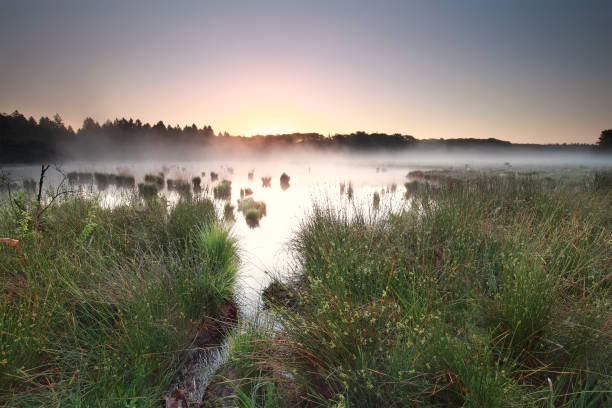 istock calm summer sunrise on misty moor 824649978
