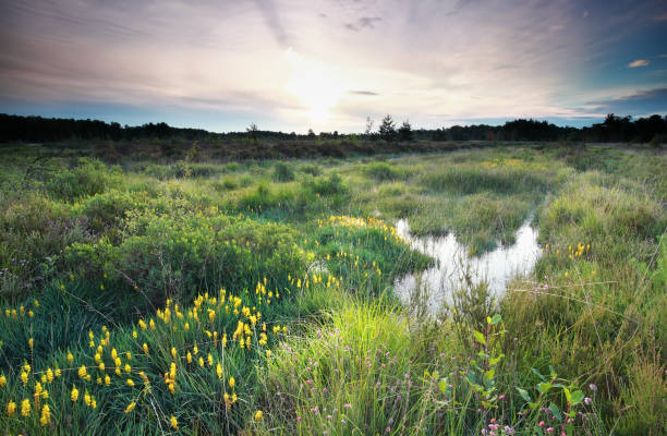 istock morning on swamp with flowering bog asphodel 824649986