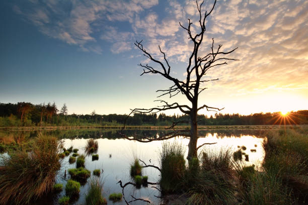 istock gold sunbeams behind dry tree on swamp 824650108
