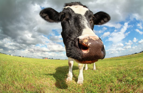 istock funny cow head via wide angle outdoors 824650188