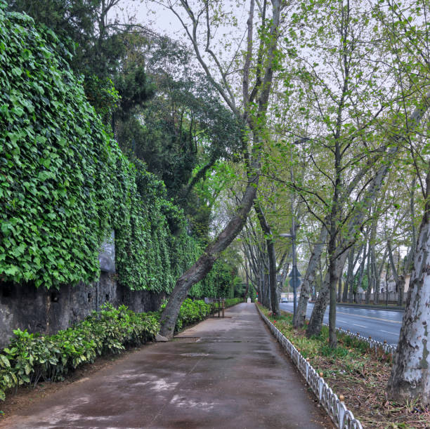 istock Pedestrian walkway between raw of trees and climber plants 824650652
