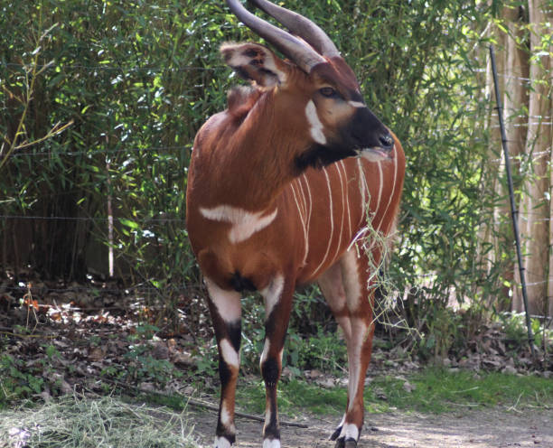 ボンゴ (羚羊 eurycerus) - 動物 ボンゴ ストックフォトと画像