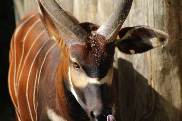 ボンゴ (羚羊 eurycerus) - 動物 ボンゴ ストックフォトと画像