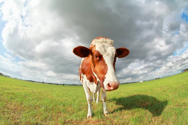 istock brown cow over sky on pasture close up 824651416
