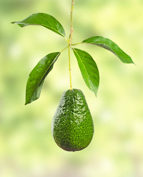 branch of avocado - persea imagens e fotografias de stock