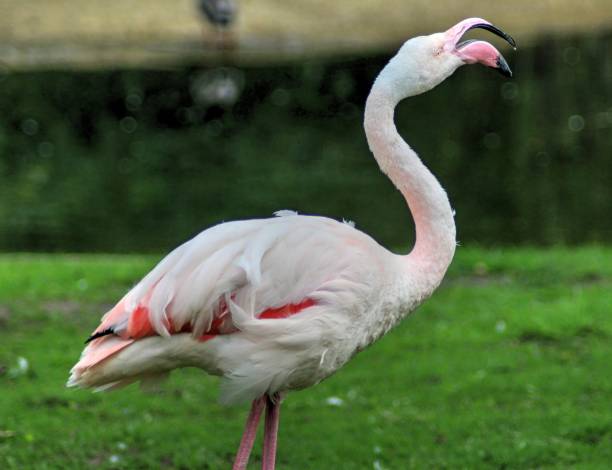 istock The greater flamingo (Phoenicopterus roseus) 824653254