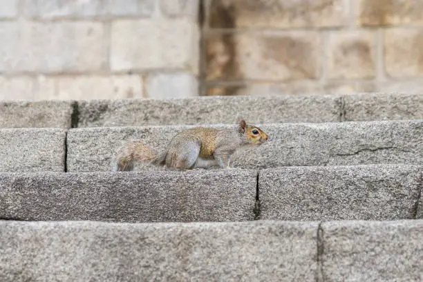 Photo of Squirrel