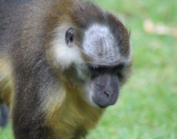 istock The golden-bellied mangabey (Cercocebus chrysogaster) 824653958