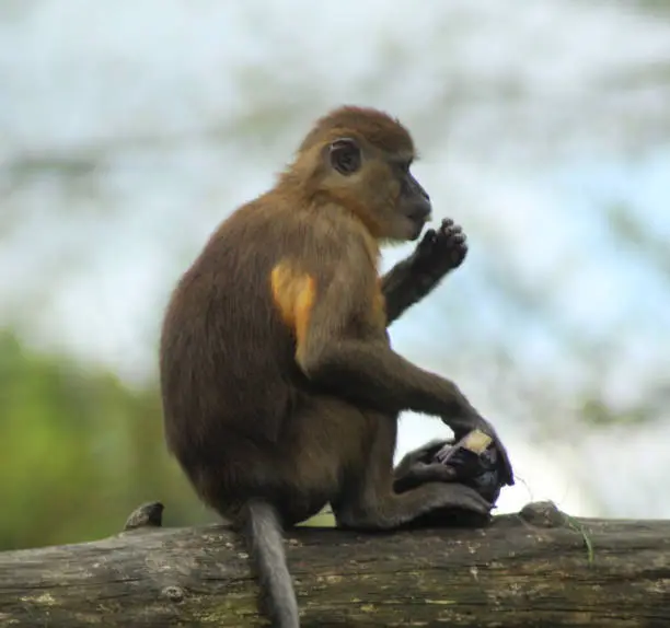 mangabey in ouwehands zoo