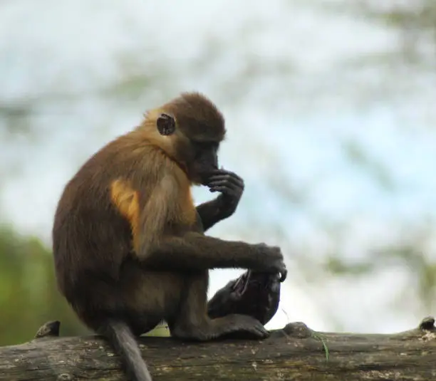 mangabey in ouwehands zoo